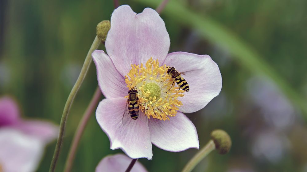 За общим столом