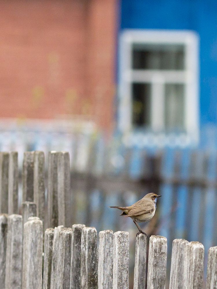 Деревенские забавы