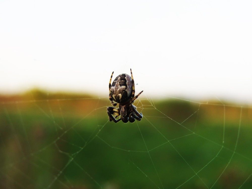 Photograph by Лариса Басова