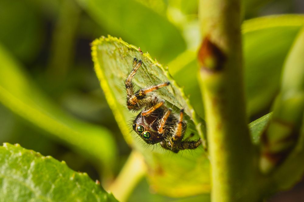 Photograph by Sebastián Bedoy