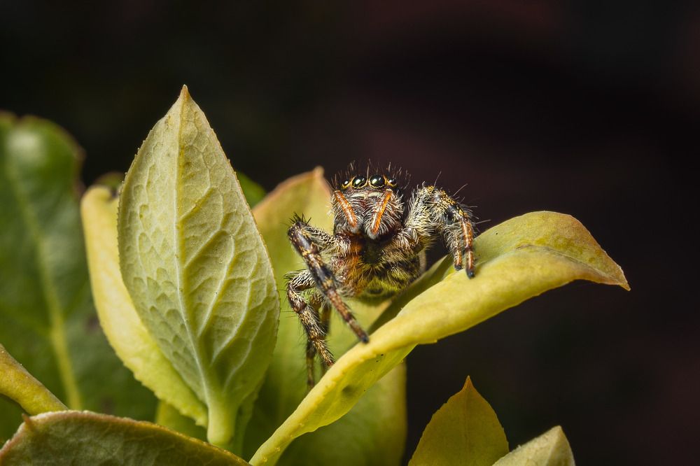 Photograph by Sebastián Bedoy