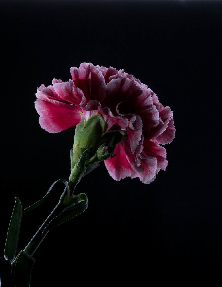 Фотография автора Lada