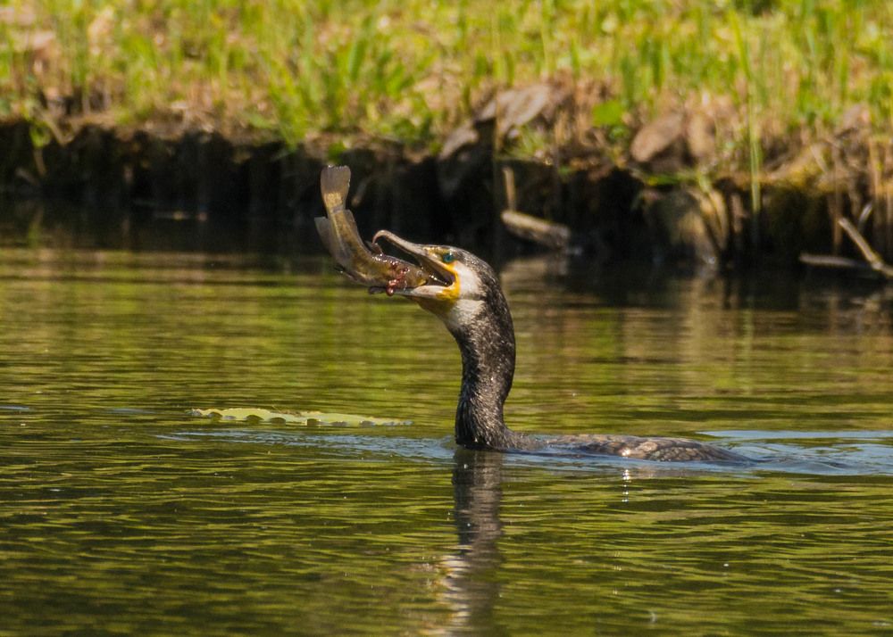 Фотография автора Lada