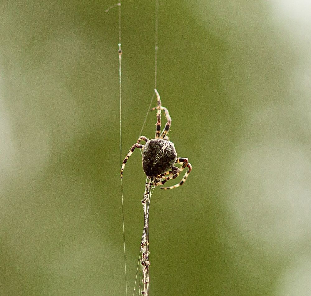 Photograph by Марина Комина