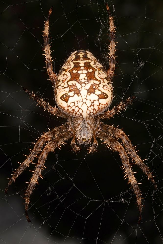 Photograph by Сергей Прокофьев