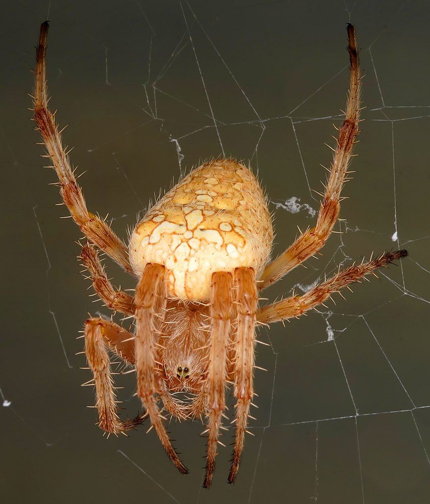 Photograph by Сергей Прокофьев