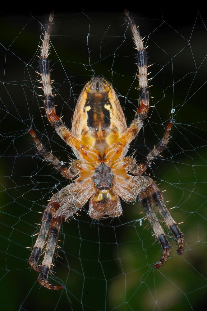 Photograph by Сергей Прокофьев