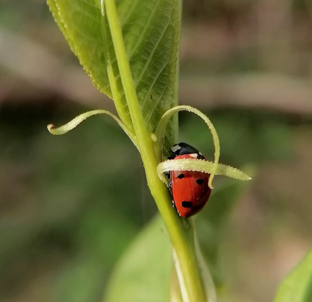Photograph by Елена Казакова