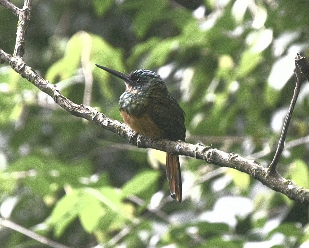 Ariranha APA Tinguazinho Nova Iguaçu