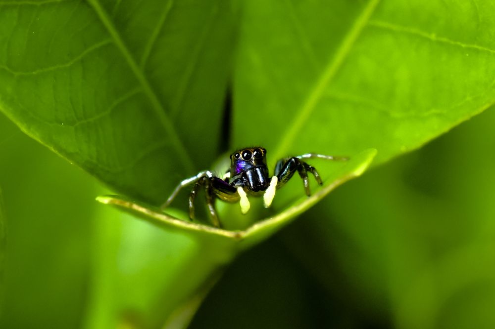 Photograph by Pujo Cahyono