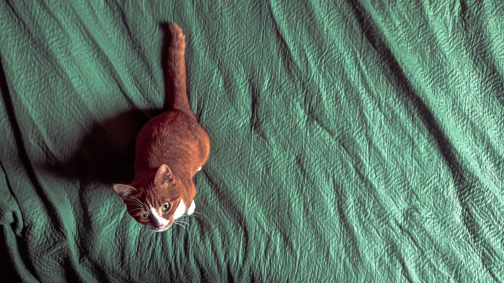 Photo #10591572
