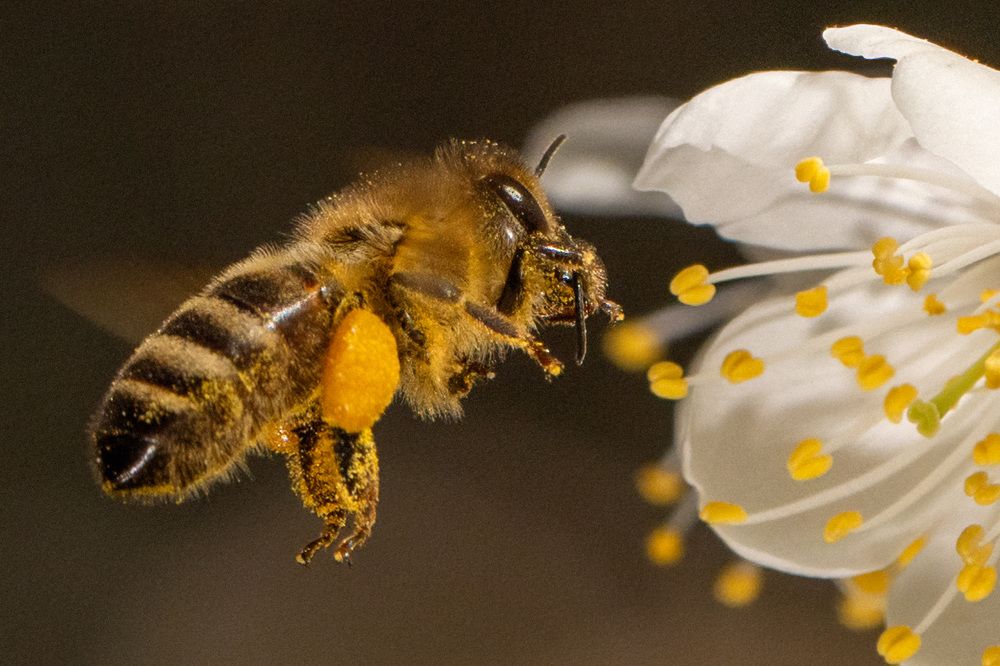 Фотография автора Ruslan Badykov