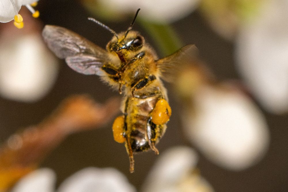 Фотография автора Ruslan Badykov