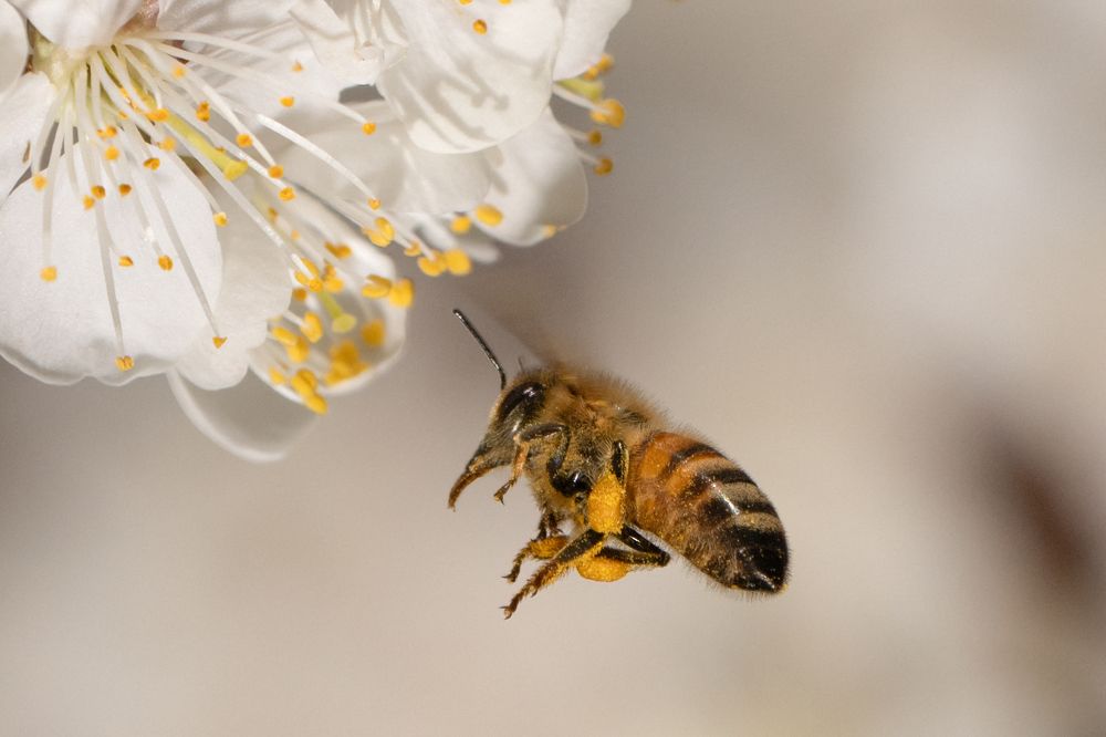 Фотография автора Ruslan Badykov