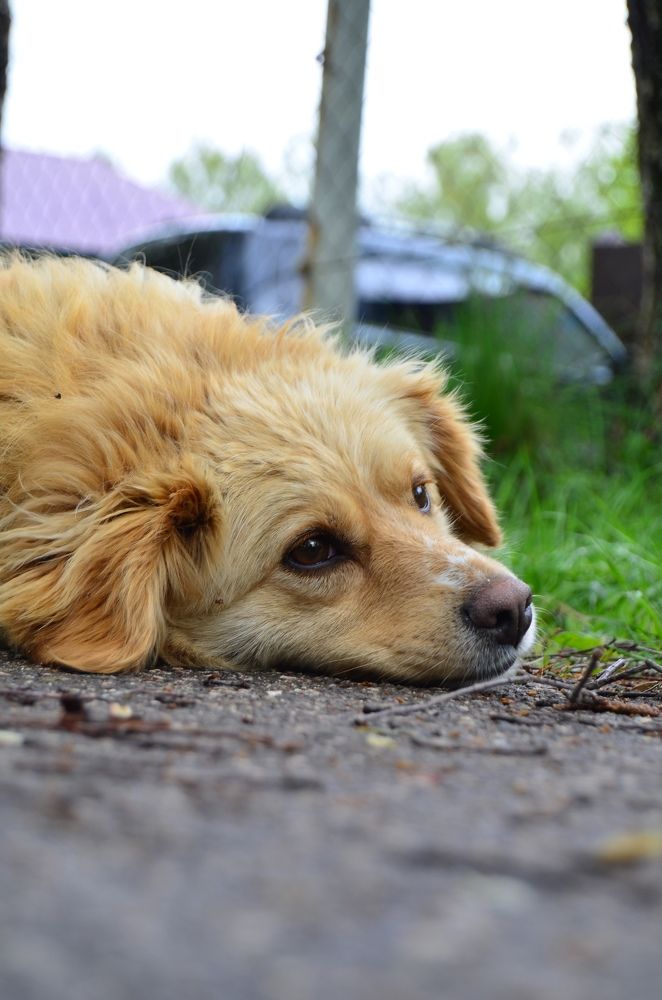Фотография автора Антонина Клементьева