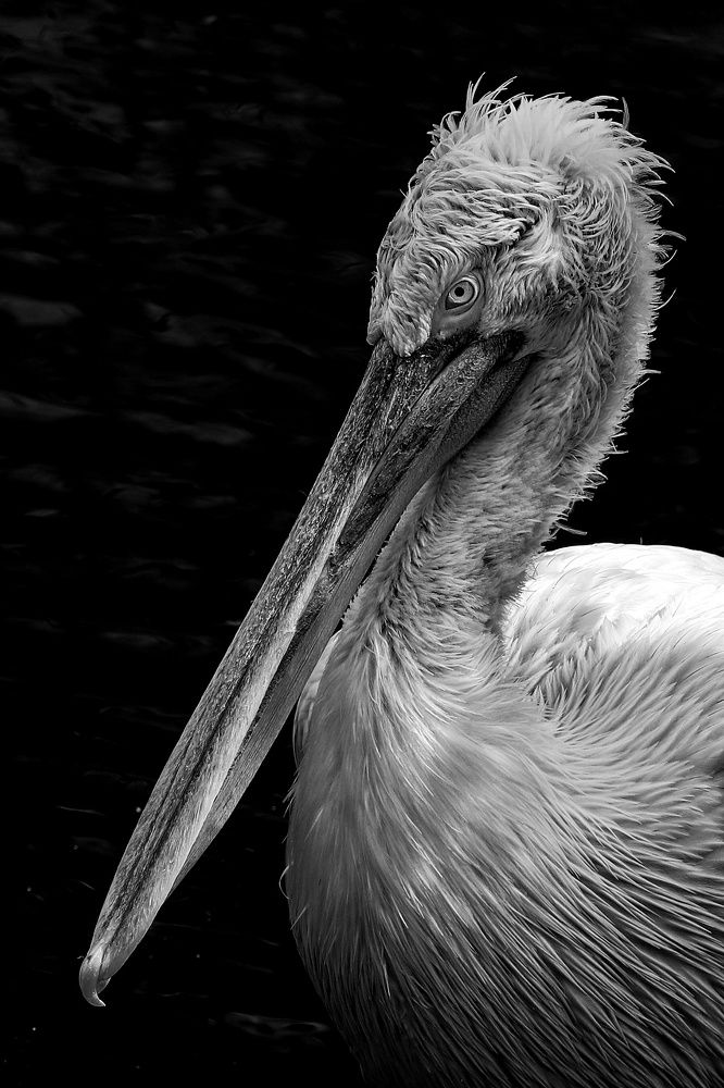 Фотография автора Елена Кириллова