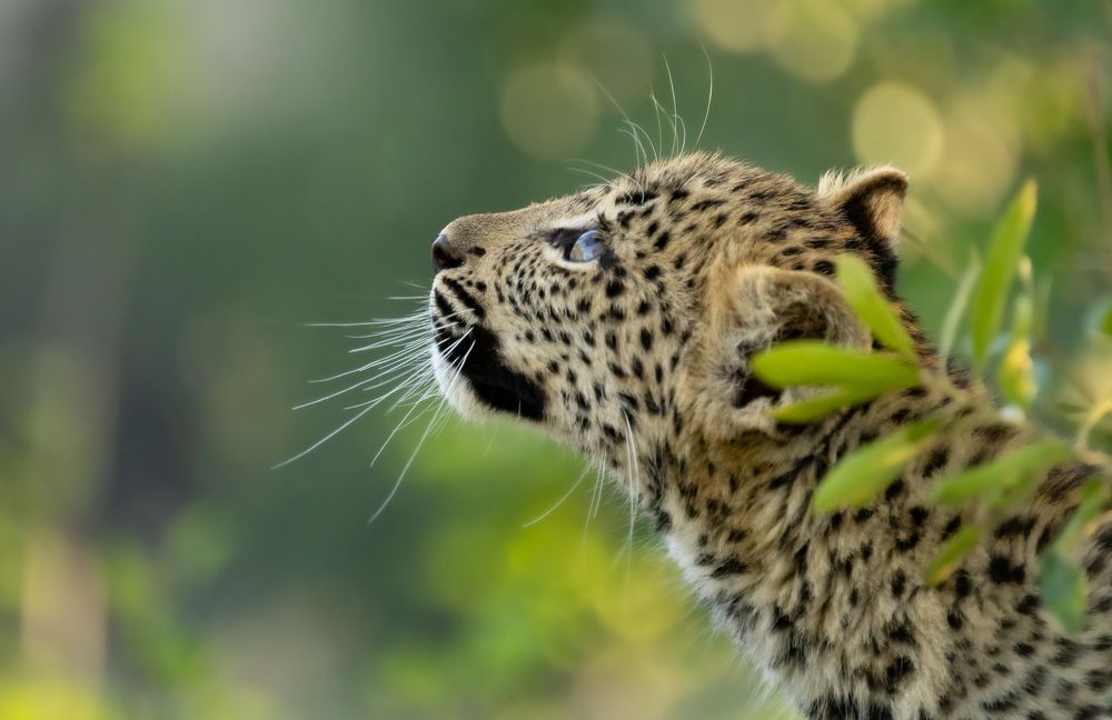 Photograph by Raquel Barao