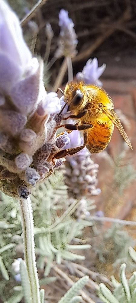 Фотография автора gustavo pecelis