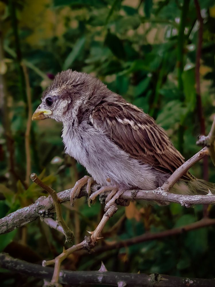 Photograph by Sara Bounab