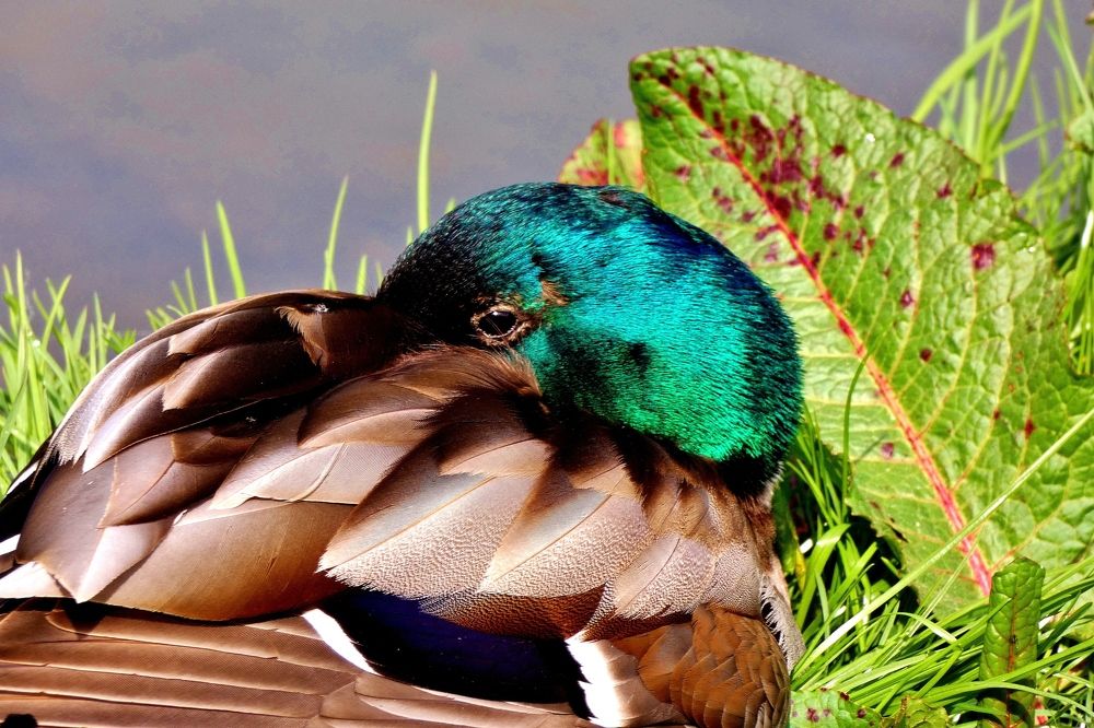 Photograph by backareva irina