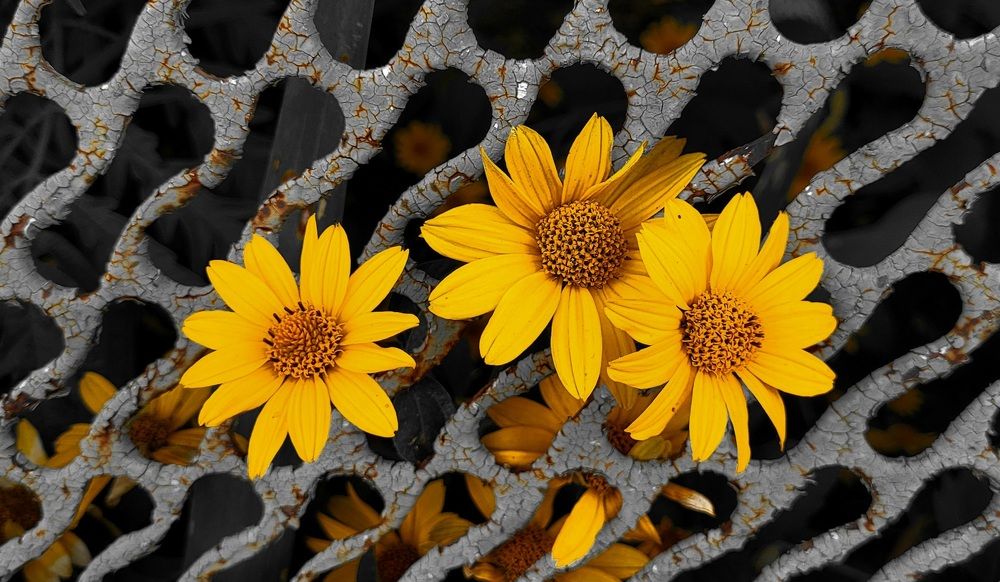 На свободу!...))