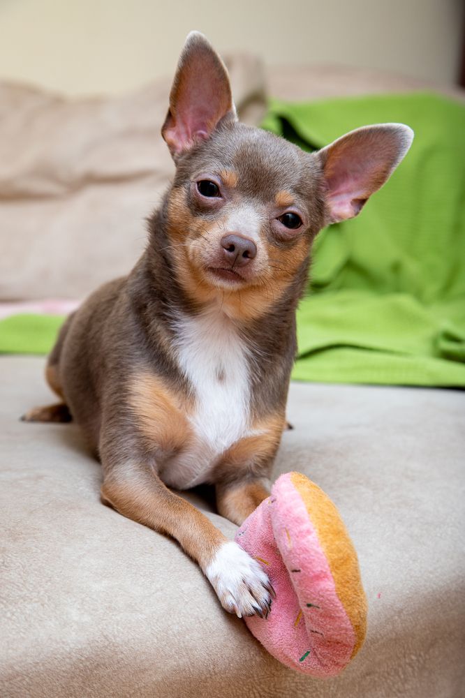 Наша собака