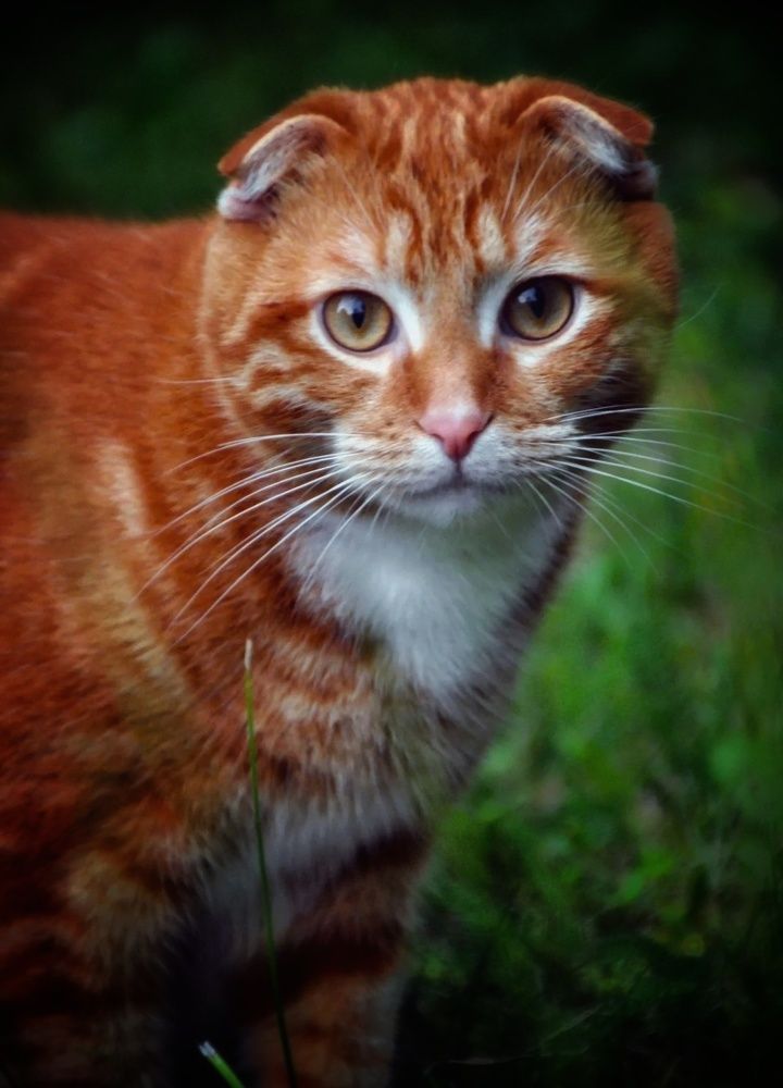 Photograph by Ирина Родионова