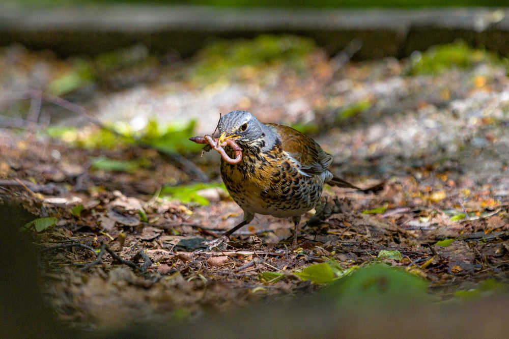 Фотография автора Андрей Левин
