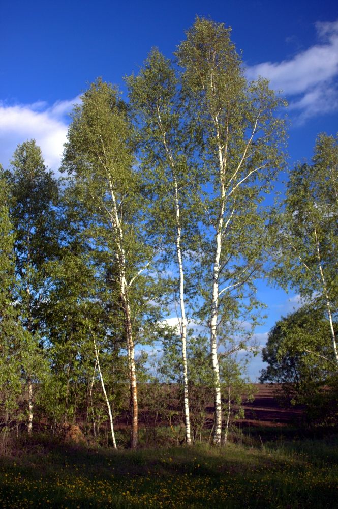 Солнечный день