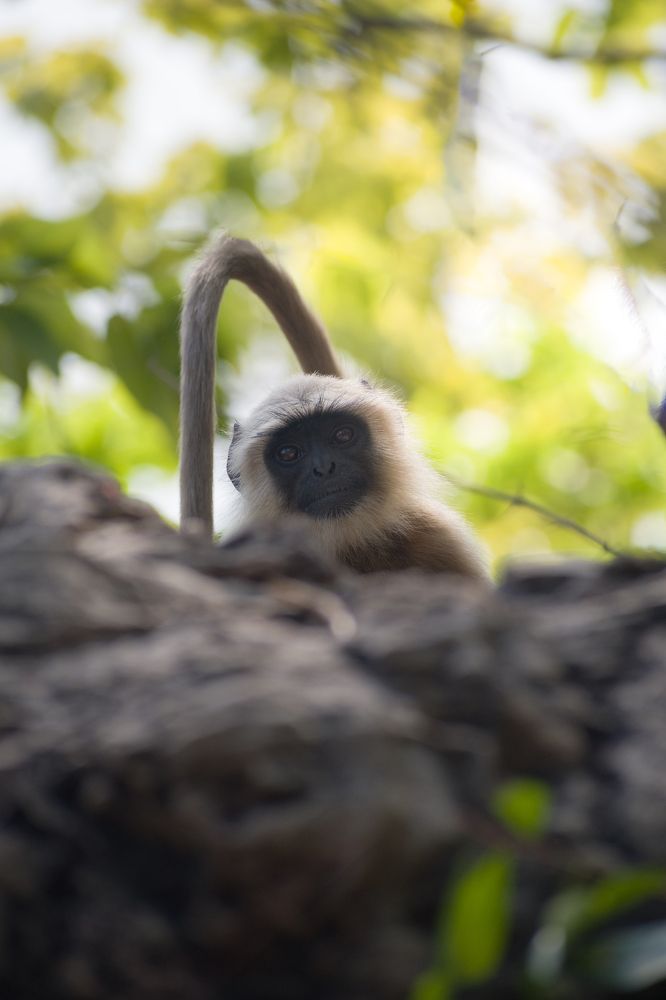 Photograph by Pritam Mandal