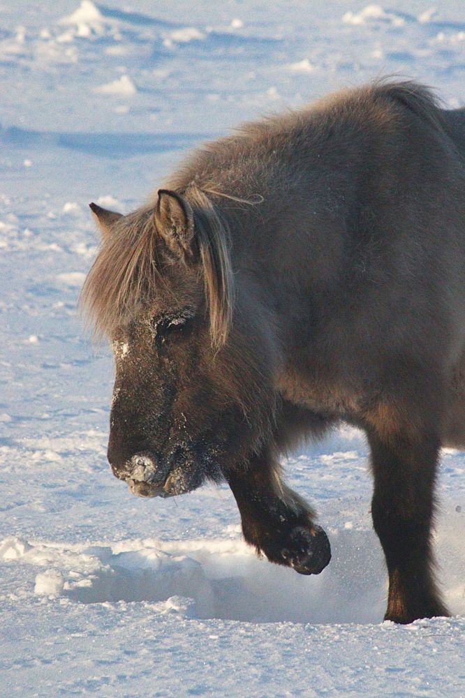 Якутская лошадка