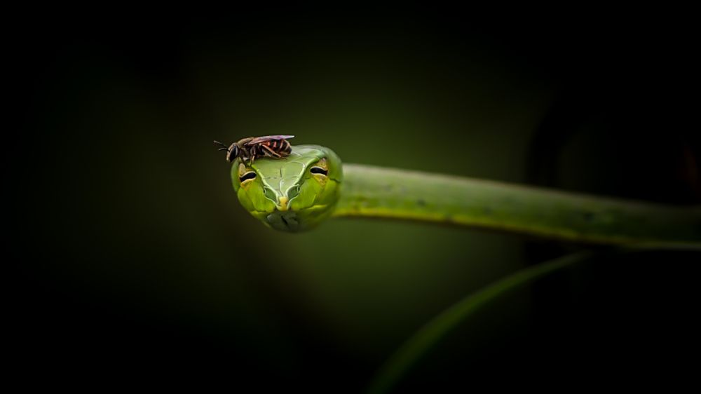 Being a Beefriender!