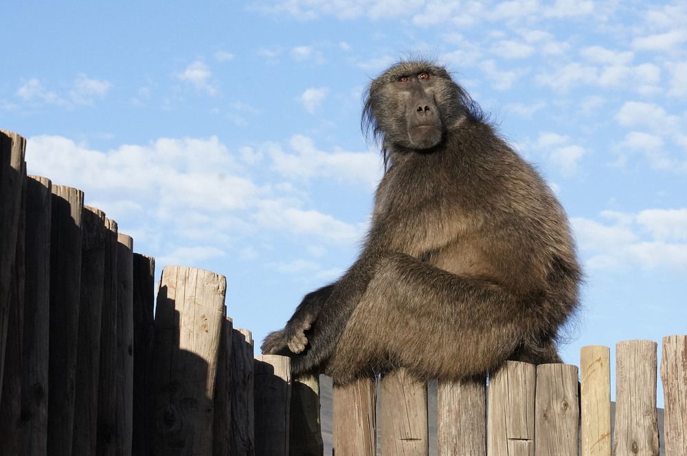 Photograph by Raed Victor Saad