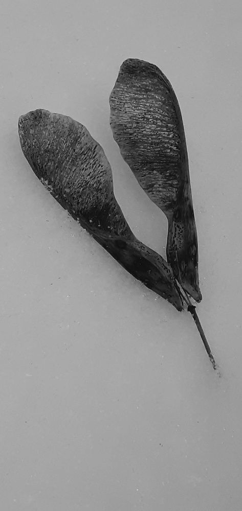 Photograph by Евгения Ульянова