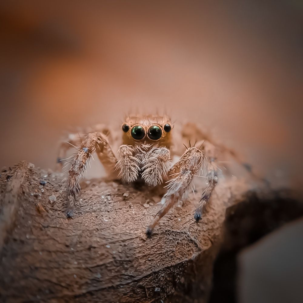 Photograph by A .Thimira dinisuru