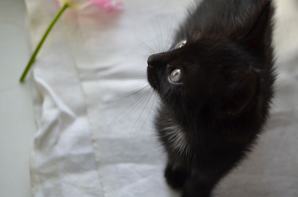 Фотография автора Антонина Клементьева