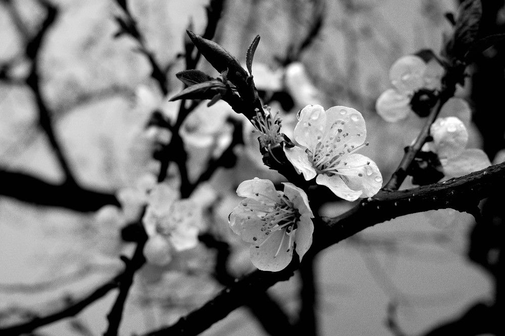 Photograph by Alb Traum