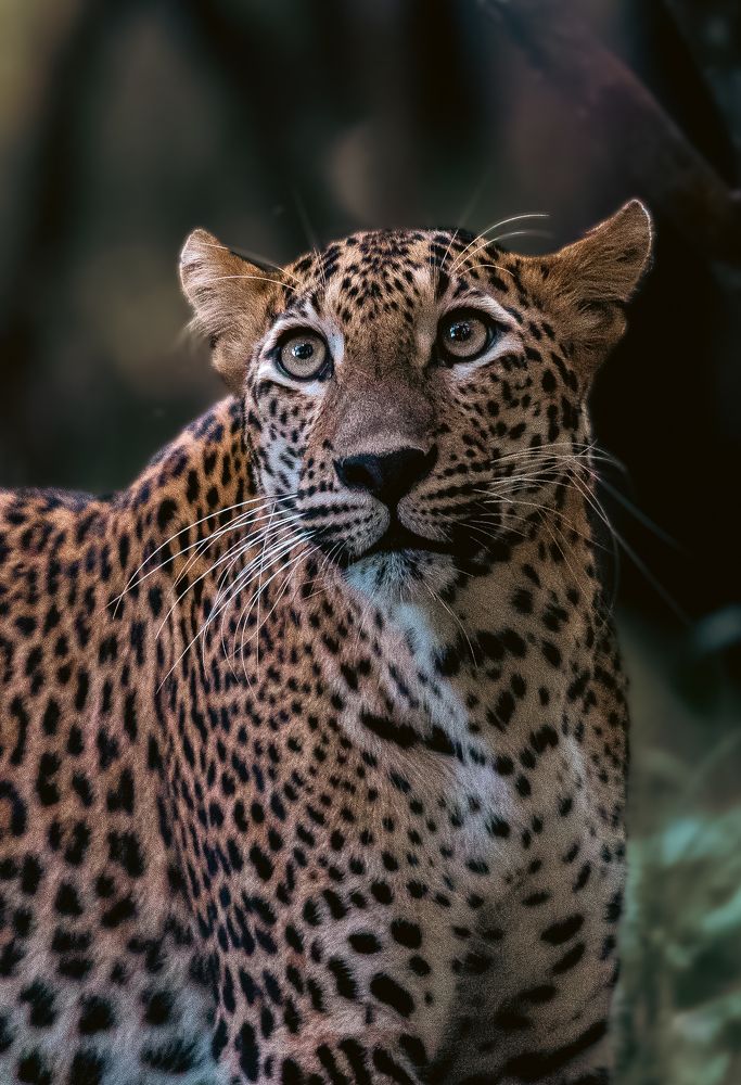 Majestic King: A Portrait from Wilpattu National Park, Sri Lanka
