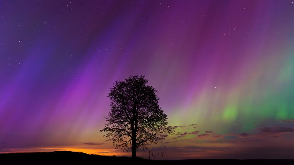 The Tree That Dreamed in Color