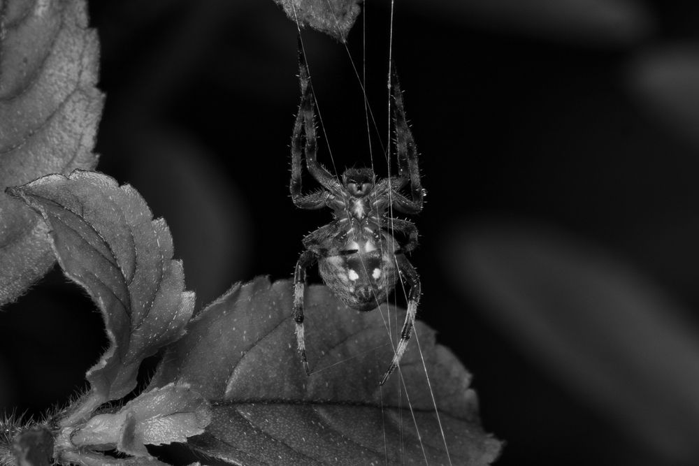 Phantom Threads: The Orb Weaver's Elegy