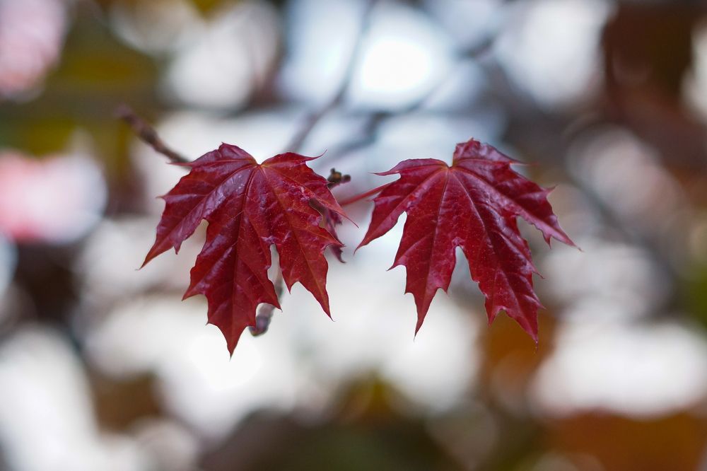 Photograph by Юлия Воскобойникова