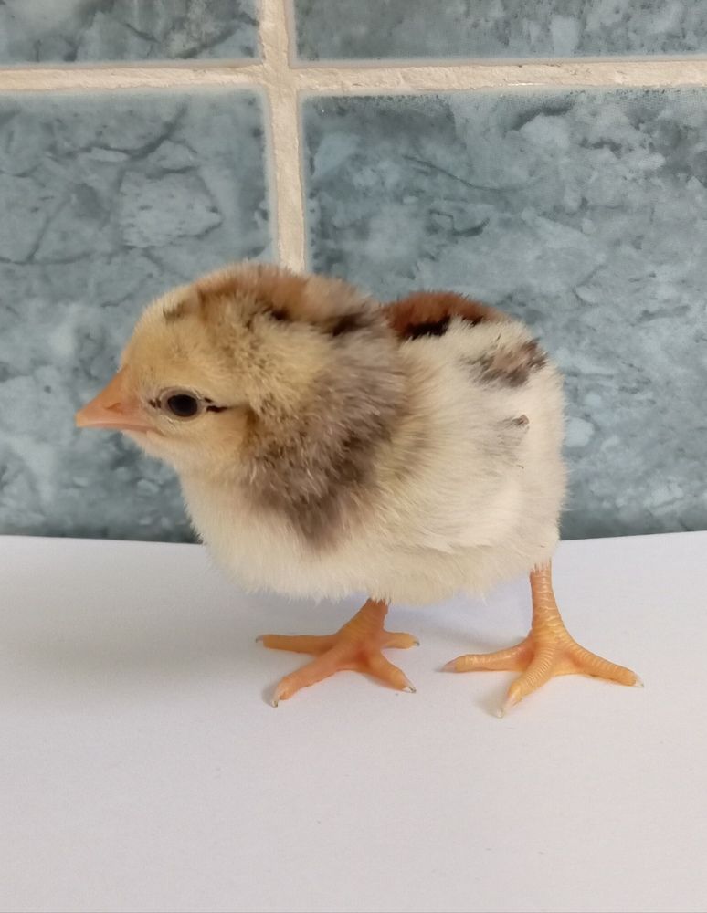 Photograph by Елена Коробченко