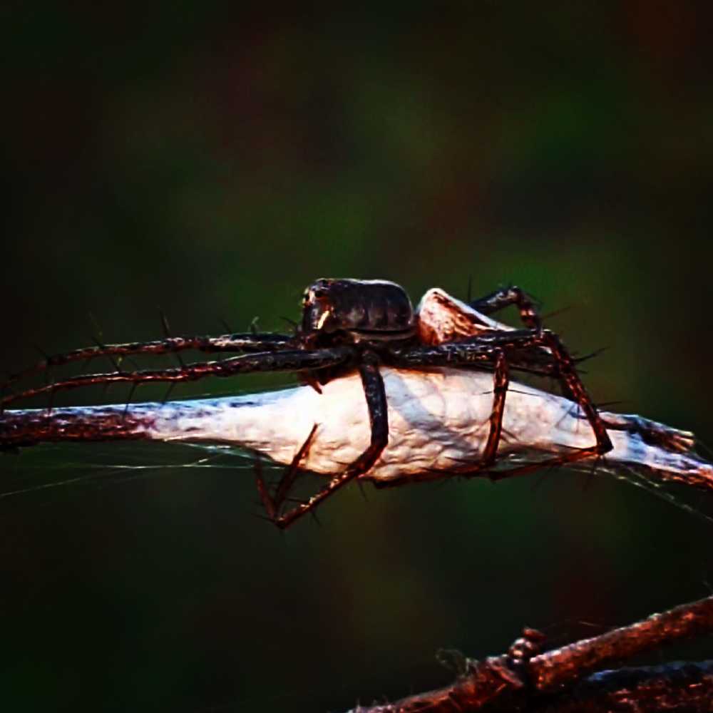 Photograph by Niveka Pushparasa