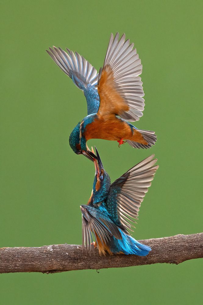 Фотография автора nitin jain