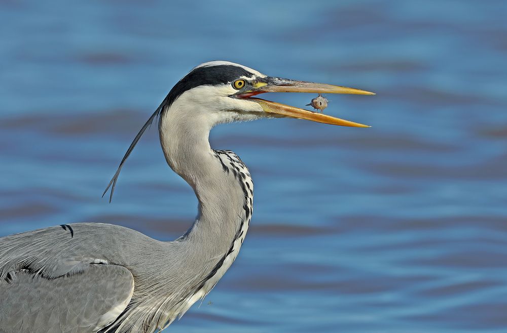 Фотография автора Гусар Александр
