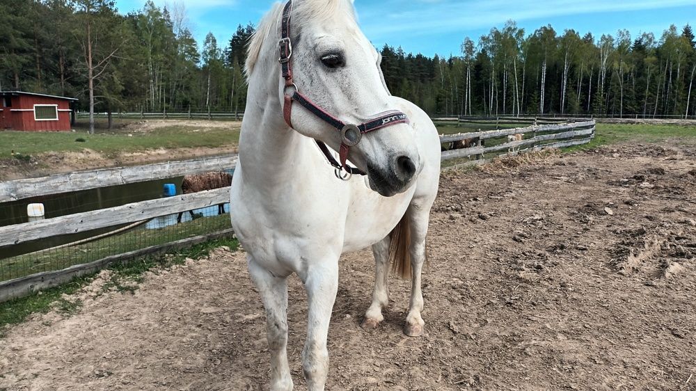 Чарли- жеребец.