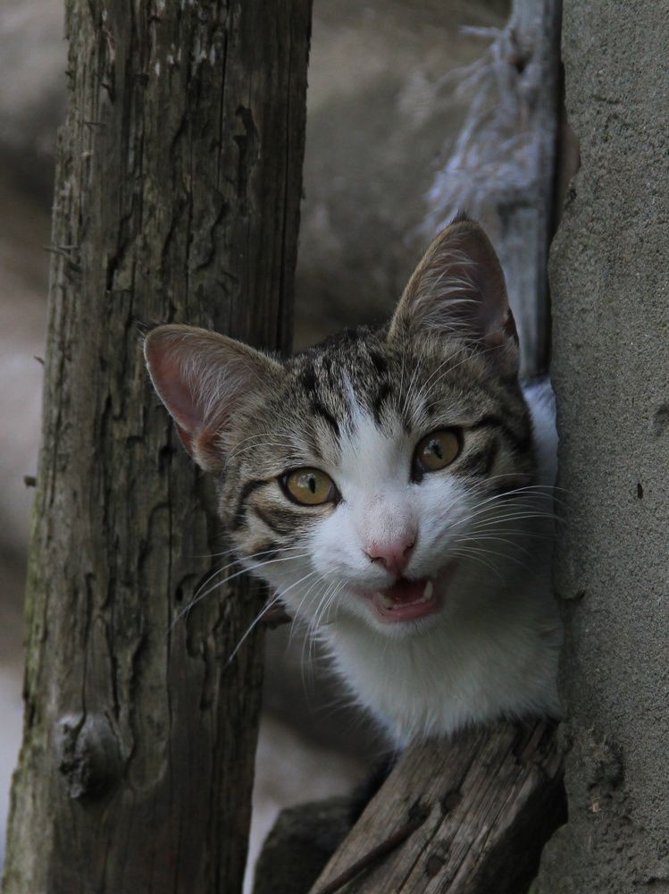 Фотография автора Таня Долгушева