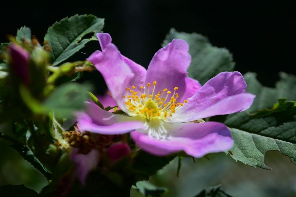 Photograph by Светлана Мазурова