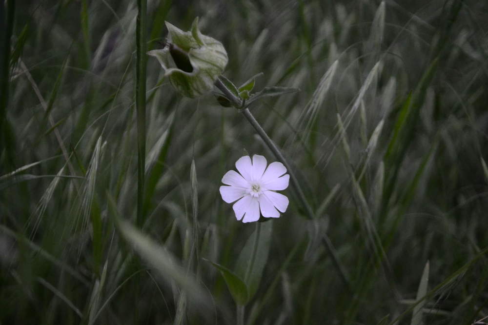 Photograph by Светлана Мазурова