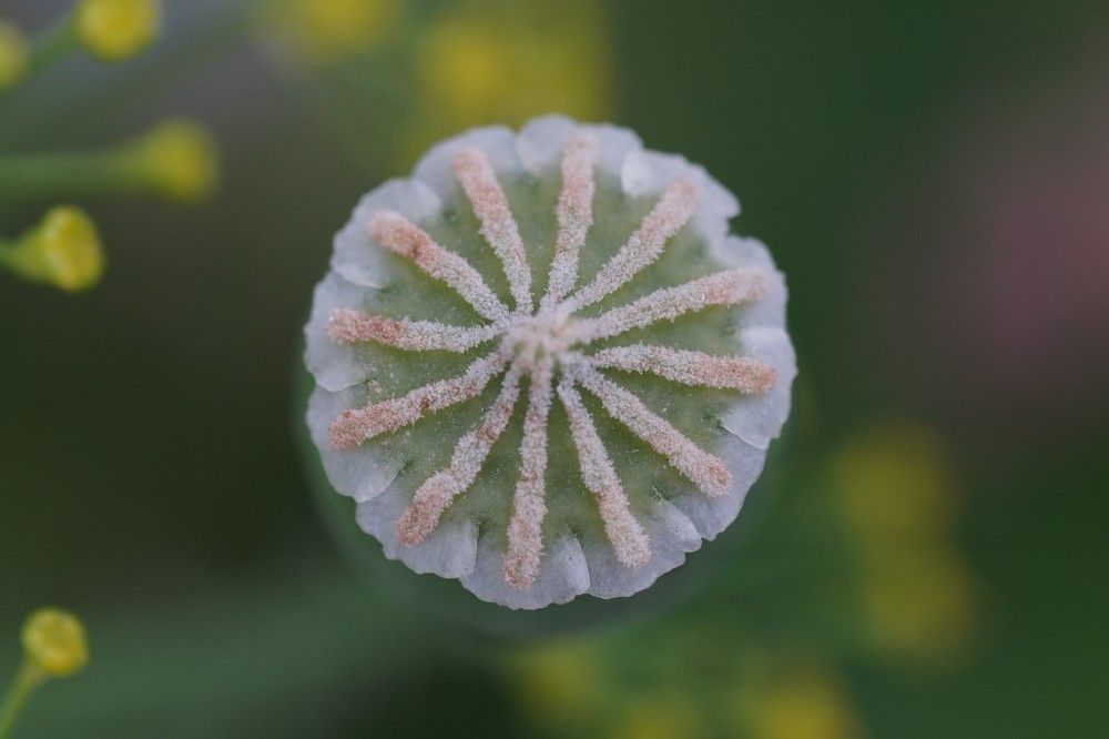 Photograph by Алфия Бугакова